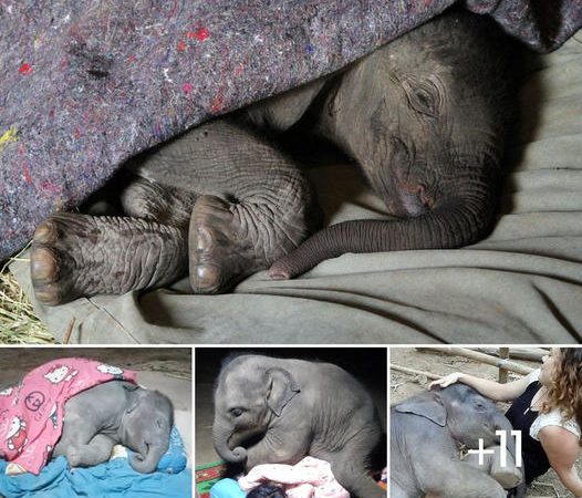 Heartwarming Sight: Adorable Twin Baby Elephants Delightfully Playing at an Elephant Orphanage