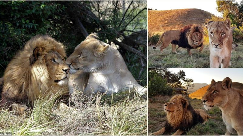 From Captivity to Companionship: The Heartwarming Tale of Luke and Phuku, Rescued Lions Finding Love in South Africa