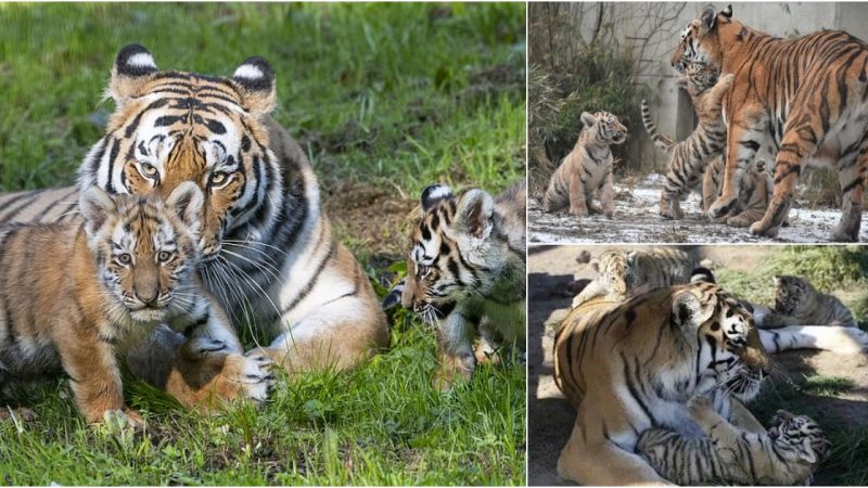 Heartwarming Footage: Iris, the Amur Tiger, Cares for Her Cubs in Royev Ruchey Zoo