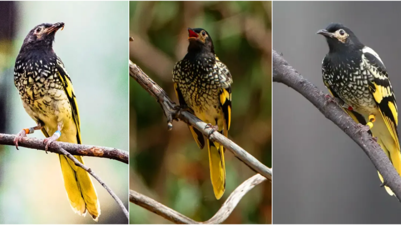 Preserving the Splendor of the Regent Honeyeater: A Conservation Imperative