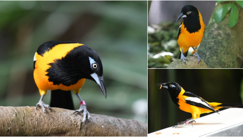 Exploring the Enigmatic Beauty of the Venezuelan Troupial