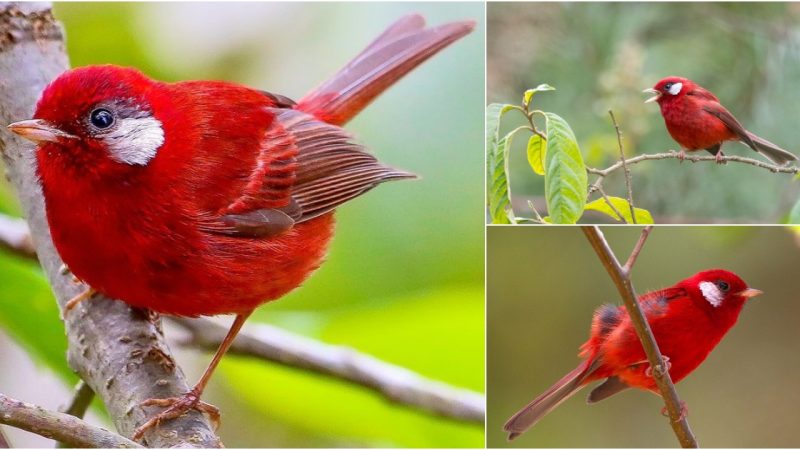 Absolutely Stunning: The Red Warbler’s Brilliant Red Plumage and Bold White Cheeks