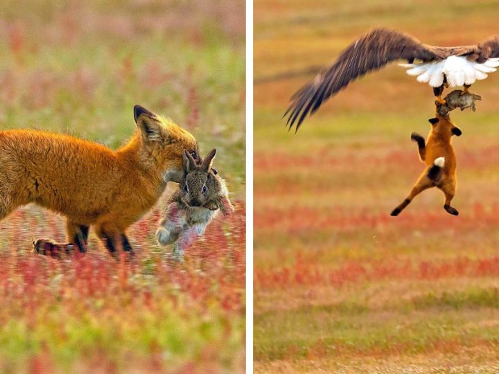 Photographer Captures Epic Battle Between Fox and Eagle Over a Rabbit, Intensifying with Every Shot