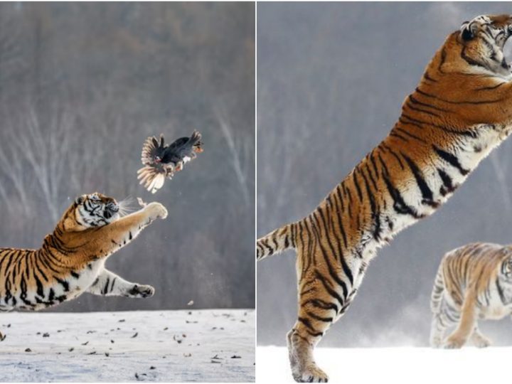 Incredible moment: Tiger leaps into the air to catch pheasant for lunch