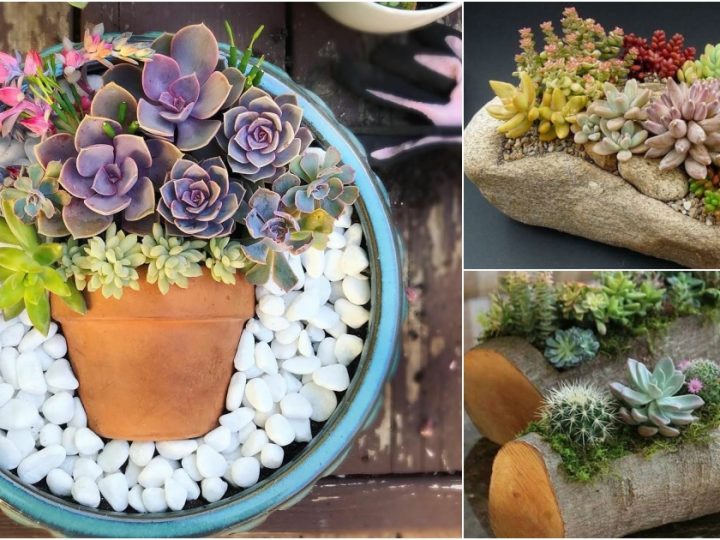 Incredible DIY Creation: Stunning Cactus and Succulent Dish Garden