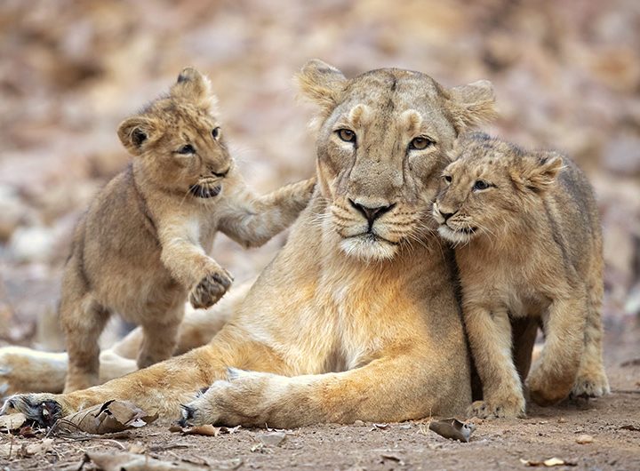 A lioness finds an unexpected joy: The hunt for her next meal