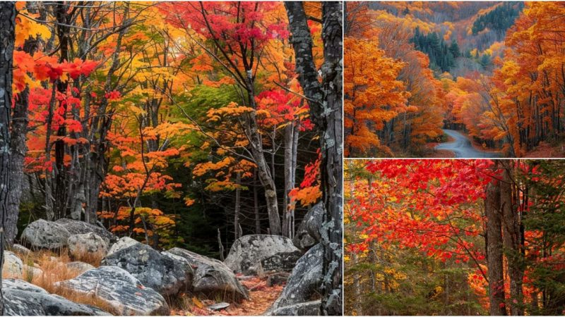 A Journey Through the Scenic Landscapes of Mount Desert Island, Maine