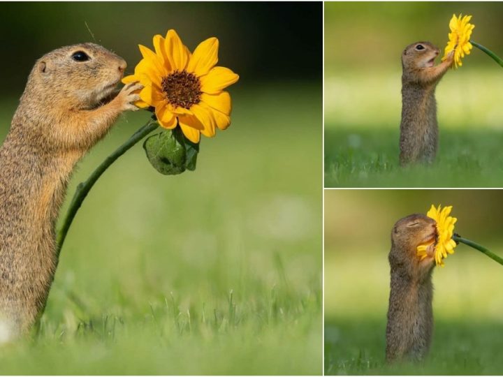 Adorable! Photographer Captures Curious Squirrel Stopping to Smell a Flower