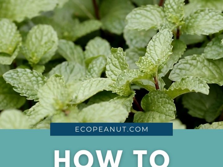 The Benefits and How to Grow Mint in Containers Indoors