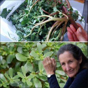 Grow Giant Succulents: Elevate Your Garden with Unique Beauty