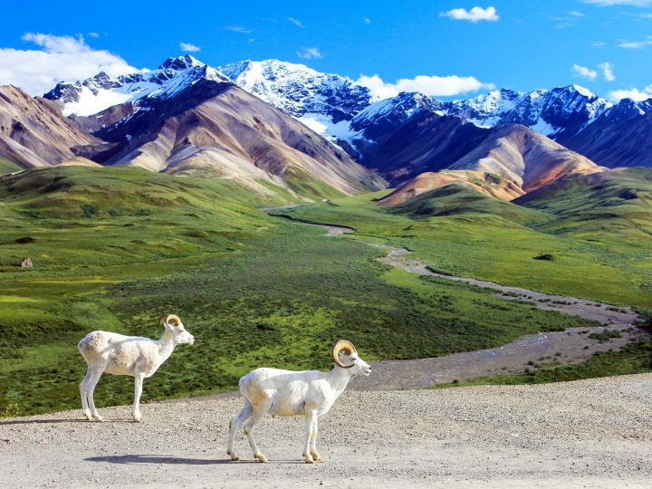 Discover the Majestic Denali National Park: A Natural Wonder in Alaska