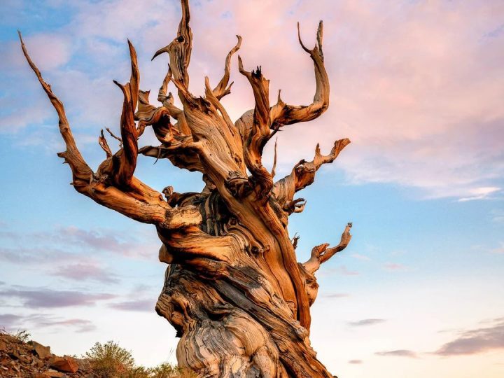 The World’s Oldest Bristlecone Pine – A 5,000-Year-Old Witness